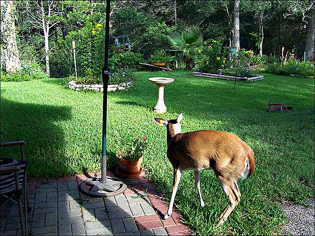 yard after